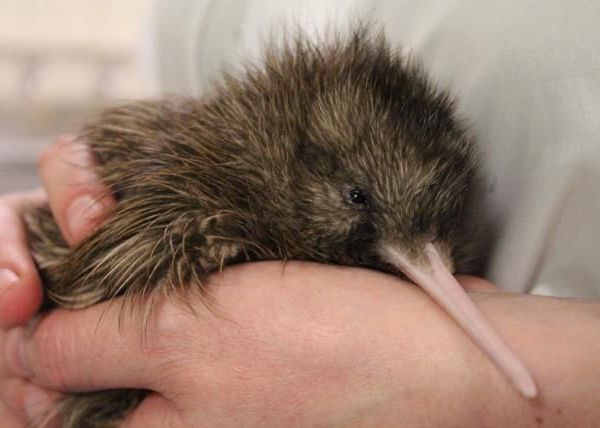 IntrepidTravel-NZ-SouthIsland-WildKiwiBackstage-Baby-kiwi-1100x735.jpg